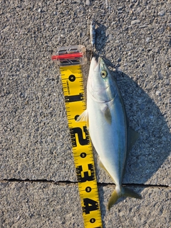 ヤズの釣果