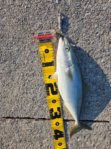 ヤズの釣果