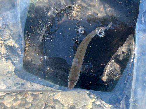カワハギの釣果