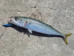 サバの釣果