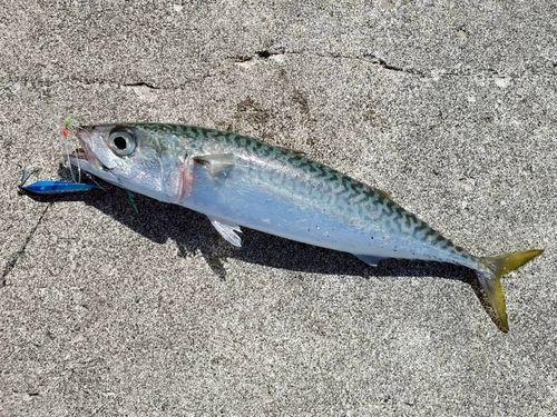 サバの釣果