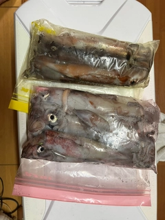 マイカの釣果