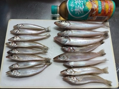 キスの釣果