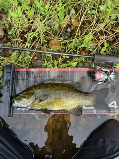 スモールマウスバスの釣果