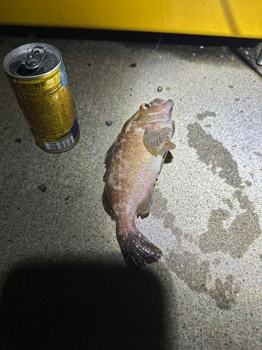 ガヤの釣果