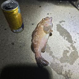 ガヤ