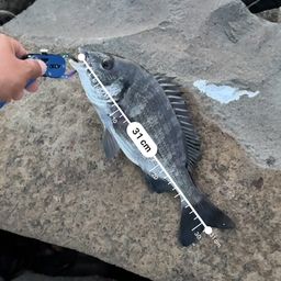 クロダイ