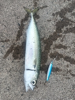 サバの釣果