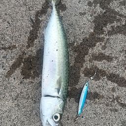 サバ