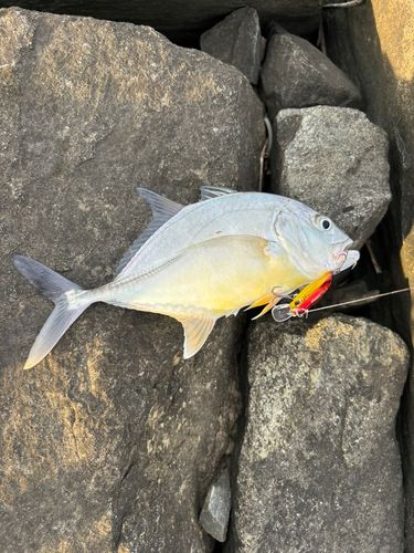 メッキの釣果
