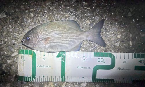 イスズミの釣果