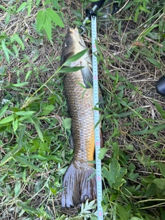 コイの釣果