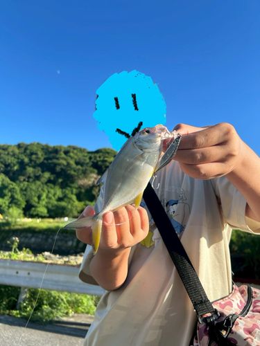 メッキの釣果