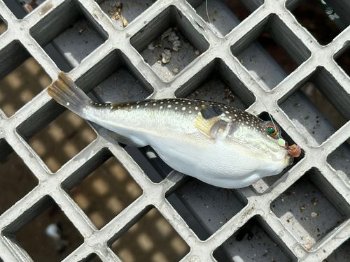 クサフグの釣果