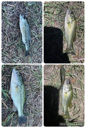 ブラックバスの釣果