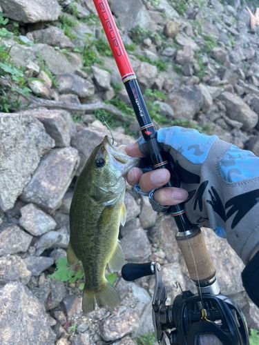 ブラックバスの釣果
