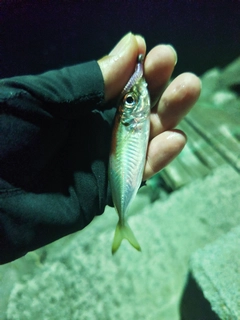 マアジの釣果