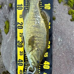 スモールマウスバス