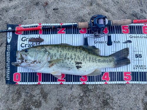 ブラックバスの釣果