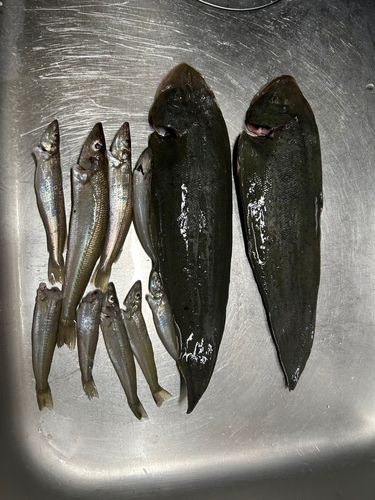 シタビラメの釣果