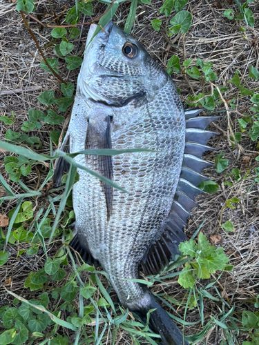 チヌの釣果