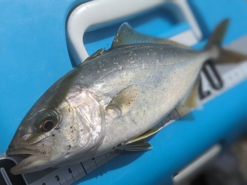 ネリゴの釣果