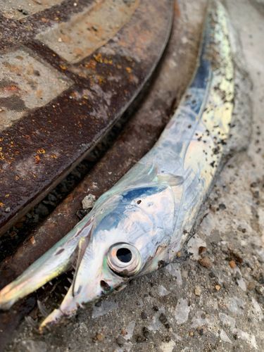 タチウオの釣果