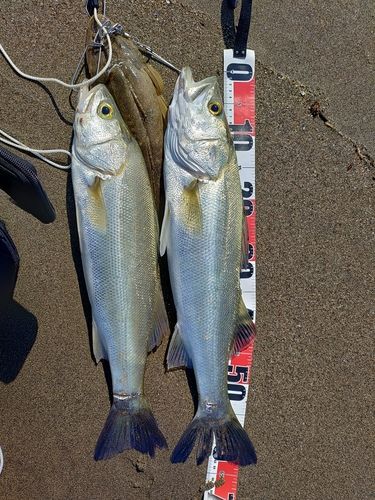 スズキの釣果