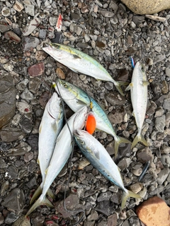 ブリの釣果
