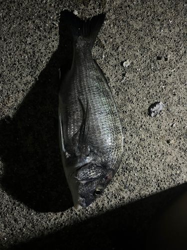 チヌの釣果