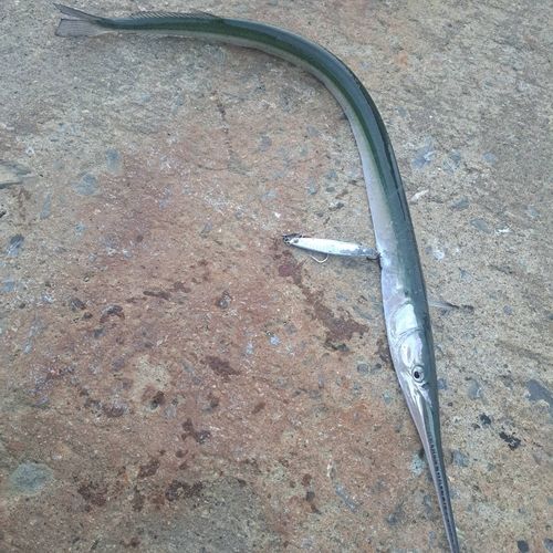 釣果