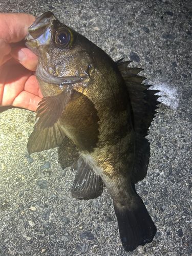 メバルの釣果