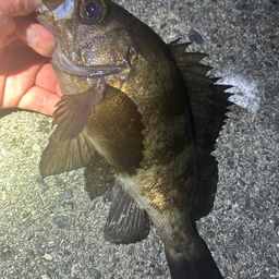 メバル