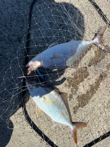 シオの釣果