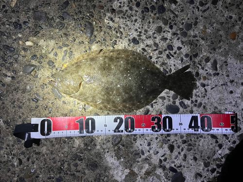 ヒラメの釣果