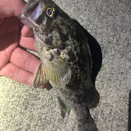 ソイ