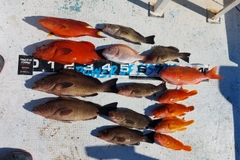 オオモンハタの釣果