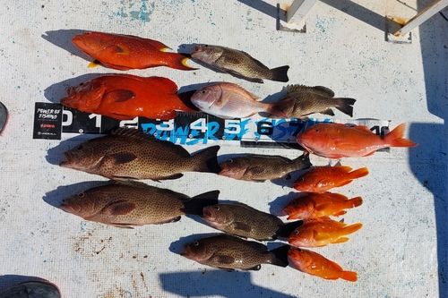 オオモンハタの釣果