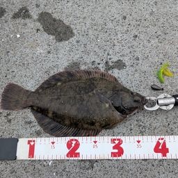 クロガシラガレイ