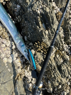 ダツの釣果