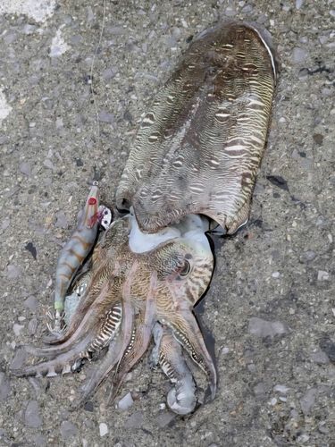 モンゴウイカの釣果