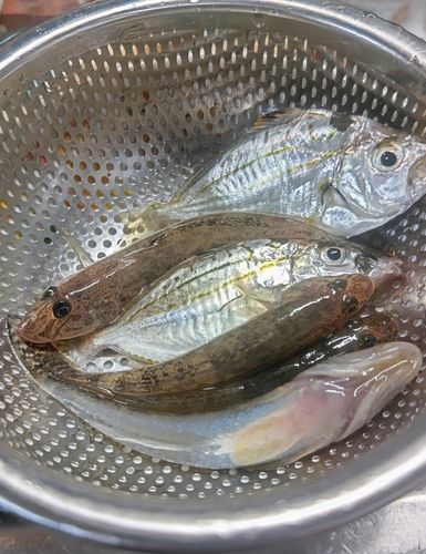 ヒイラギの釣果
