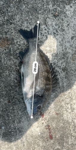 クロダイの釣果