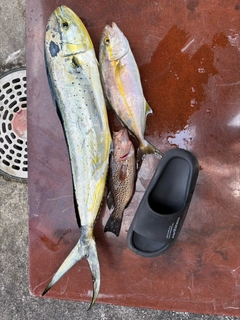 シイラの釣果