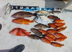 センネンダイの釣果
