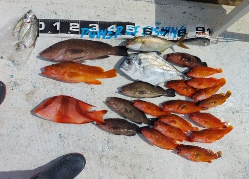 センネンダイの釣果