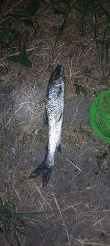 ニゴイの釣果