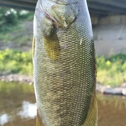 スモールマウスバス