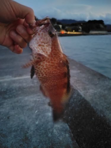 オオモンハタの釣果