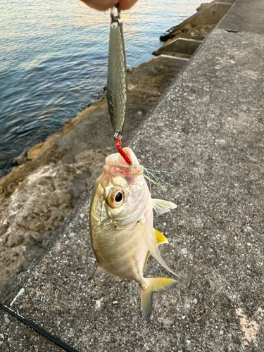 メッキの釣果